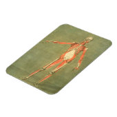 Tiefes Muskelsystem an der Vorderseite des Körpers Magnet (Linke Seite)