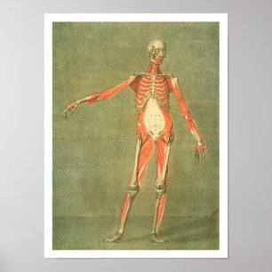 Tiefes Muskelsystem an der Vorderseite des Körpers Poster
