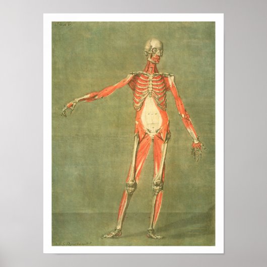 Tiefes Muskelsystem an der Vorderseite des Körpers Poster (Vorne)