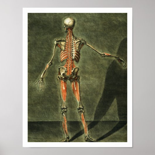 Tiefes Muskelsystem auf der Rückseite des Körpers, Poster (Vorne)