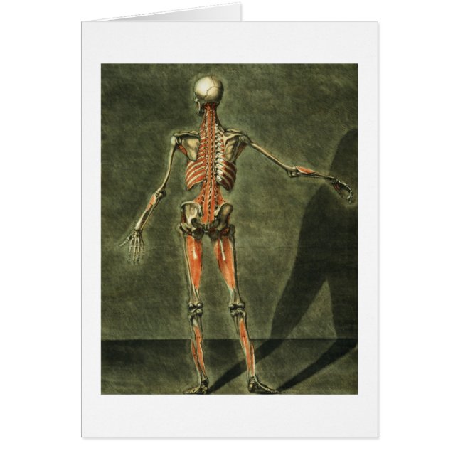 Tiefes muskulöses System der Rückseite des (Vorne)
