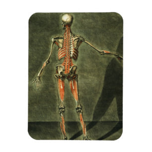 Tiefes muskulöses System der Rückseite des Magnet