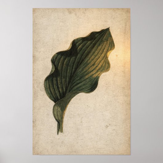 Tiefgrünes Hosta-Blatt Botanisches Poster (Vorne)