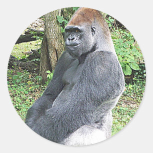 Tiefland-Gorilla in sitzender Pose Runder Aufkleber