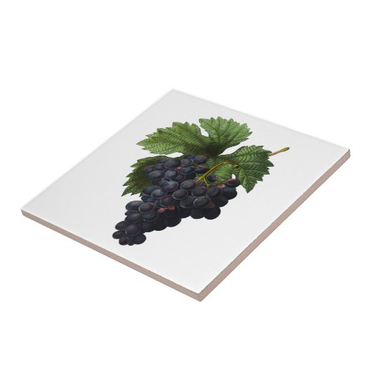 Tiefpurpurne Trauben Redoute Keramik-Fliese Fliese (Seite)