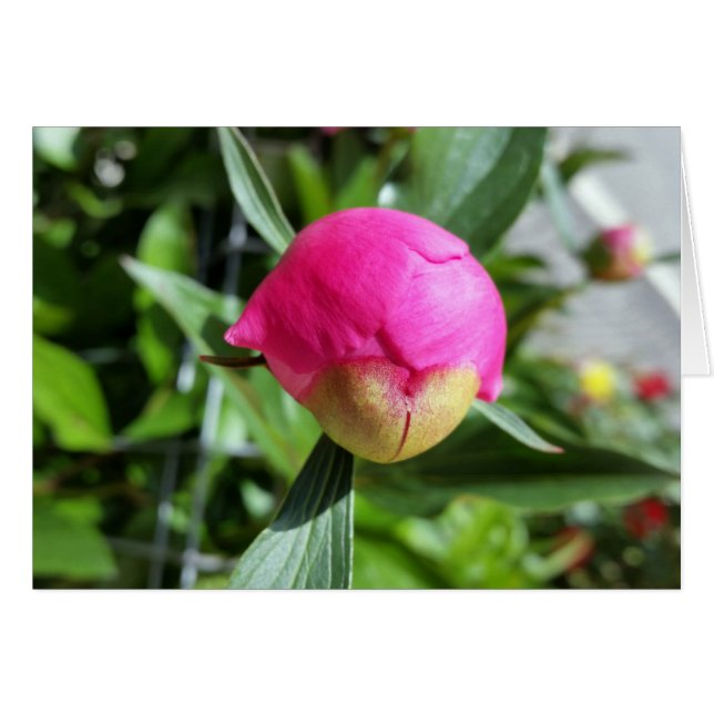 tiefrosa Bube (Vorderseite (Horizontal))