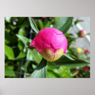 tiefrosa Bube Poster