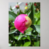 tiefrosa Bube Poster (Vorne)