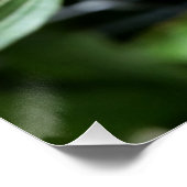 tiefrosa Bube Poster (Ecke)