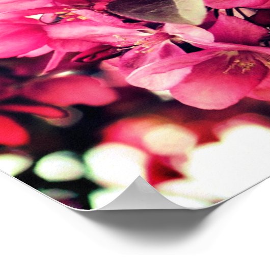 Tiefrosa Frühlingskrabapfel Blume blüht Poster (Ecke)