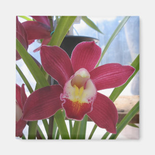 Tiefrosa Orchideen-Magnet Magnet
