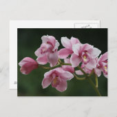 Tiefrosa Orchideenkarte Postkarte (Vorne/Hinten)