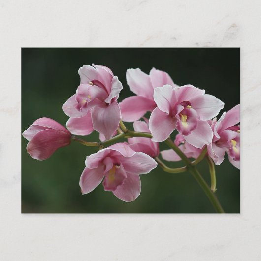 Tiefrosa Orchideenkarte Postkarte (Vorderseite)