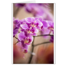 Tiefrosa Phalaenopsis-Orchideen-Blumen-Kette