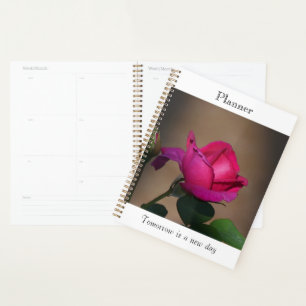 Tiefrosa-Rosen-Planer Planer