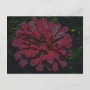 Tiefrosa Zinnia in voller Blüte Postkarte