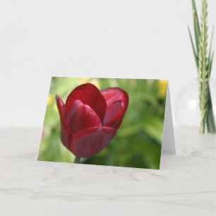 Tiefrote Tulpe Karte