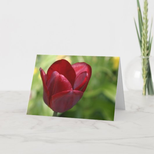 Tiefrote Tulpe Karte (Vorderseite)