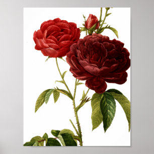 Tiefrote Vintage-Rosen-Malerei Poster