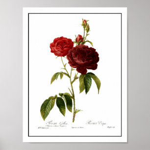 Tiefrotes Vintages Rosenmalen Poster