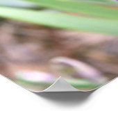 Tiefviolette Bartirisblüte Poster (Ecke)