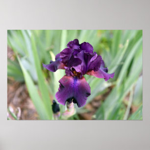Tiefviolette Bartirisblüte Poster
