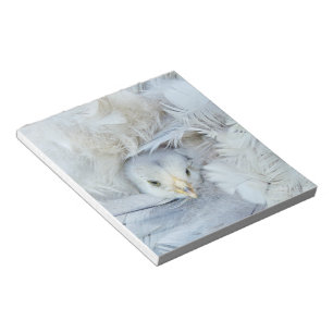 Tier, Baby, Federn, niedlich, flüssig, süß, grau, Notizblock