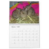 Tier-Baby-Kalender 2017 Kalender (Feb 2027)