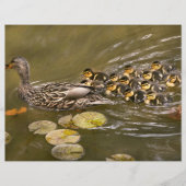 Tier - Ducks - Swim like a duck Flyer (Vorne)