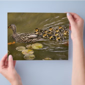 Tier - Ducks - Swim like a duck Flyer (Hand)