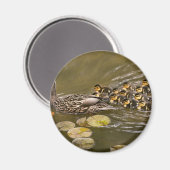 Tier - Ducks - Swim like a duck Magnet (Vorderseite/Rückseite)