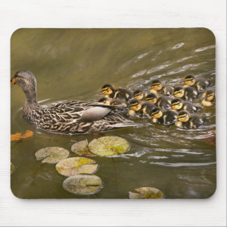 Tier - Ducks - Swim like a duck Mousepad