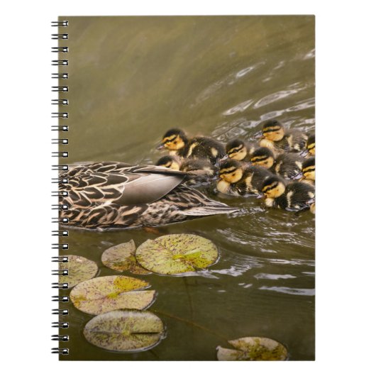 Tier - Ducks - Swim like a duck Notizblock (Vorderseite)