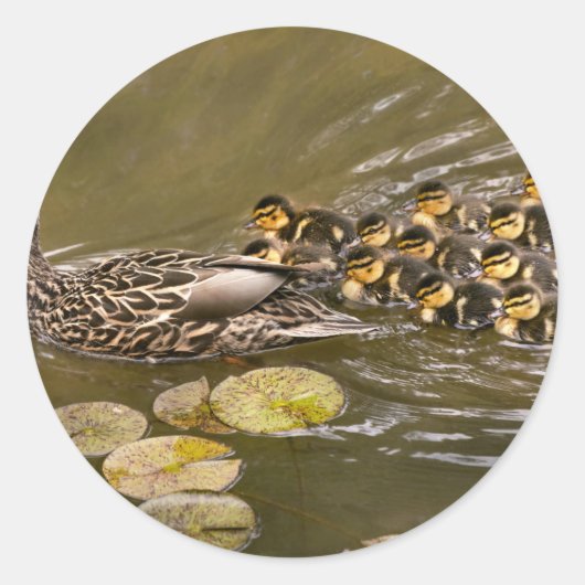 Tier - Ducks - Swim like a duck Runder Aufkleber (Vorderseite)