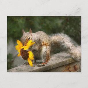 Tier - Eichhörnchen - Sommerliche Leckereien Postkarte