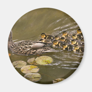 Tier - Enten - Schwimmen wie eine Ente Magnet