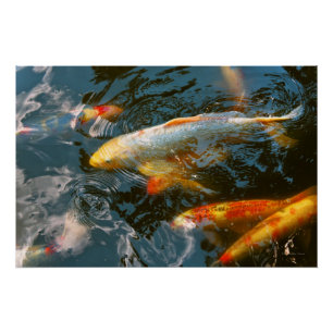 Tier - Fisch - Glück bringen Poster