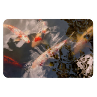 Tier - Fisch - Koi sein Magnet