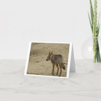 Tier-Fotografie-Anmerkungs-Karten-Entwurf 3 Karte