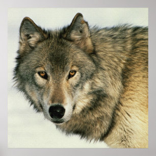 Tier-Fotografie-grauer Wolf-Plakat 24x24 Poster