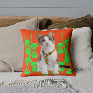 Tier Haustier Katze Foto Limette Muster Orange Ben Kissen