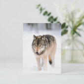 Tier im Schnee Postkarte (Stehend Vorderseite)