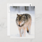 Tier im Schnee Postkarte (Vorne/Hinten)