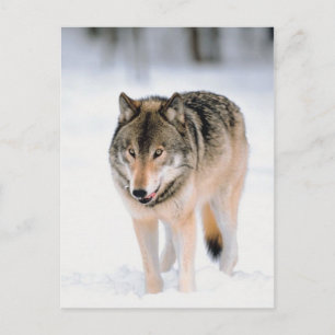Tier im Schnee Postkarte