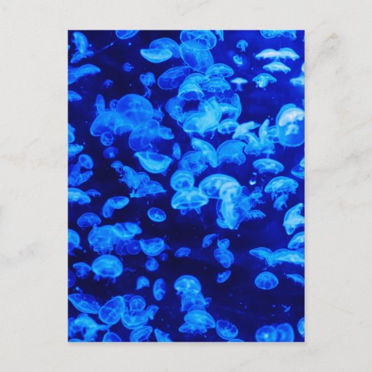 Tier Jelly Fish Water Blue Postkarte (Vorderseite)