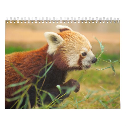 Tier-Kalander 20 Kalender (Titelbild)