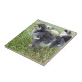 Tier, Küken, Huhn, Bauernhof, niedlich, Vogel, Bab Fliese (Seite)