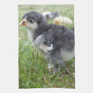 Tier, Küken, Huhn, Bauernhof, niedlich, Vogel, Bab Geschirrtuch