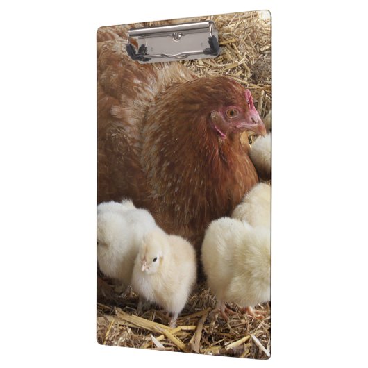 Tier, Küken, Huhn, Bauernhof, niedlich, Vogel, Bab Klemmbrett (Links)