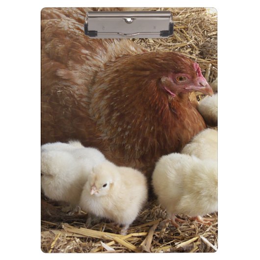 Tier, Küken, Huhn, Bauernhof, niedlich, Vogel, Bab Klemmbrett (Vorderseite)